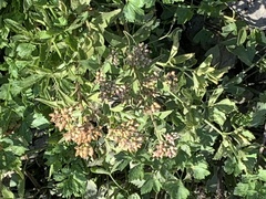 Berula erecta