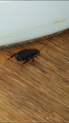 Loboptera decipiens