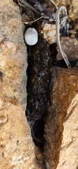 Sceloporus occidentalis
