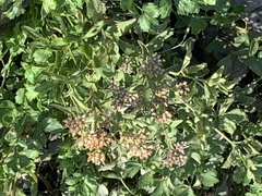 Berula erecta