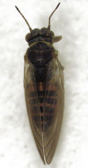Blastopsylla occidentalis
