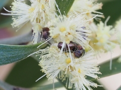Diphucephala