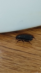 Loboptera decipiens
