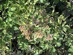 Berula erecta
