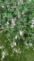 Eriocapitella hupehensis