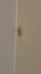 Cyrtoxipha columbiana