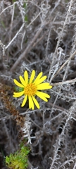 Cullumia setosa