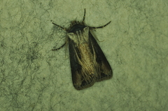 Agrotis venerabilis