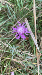 Centaurea stoebe