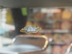 Epobeidia lucifera extranigricans