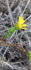 Cullumia setosa