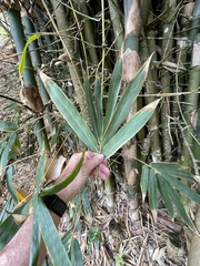 Bambusa oldhamii