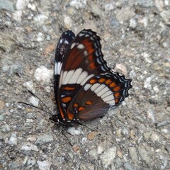 Limenitis arthemis arthemis