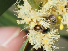 Diphucephala