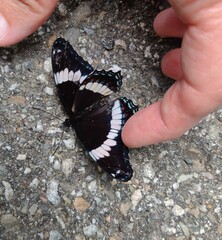 Limenitis arthemis arthemis