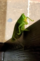 Copiphorini
