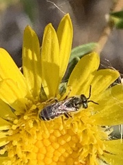 Halictus tripartitus