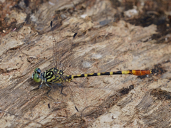 Austroepigomphus turneri