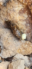 Sceloporus occidentalis