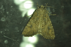 Anarta trifolii