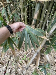 Bambusa oldhamii