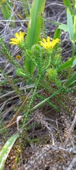 Cullumia setosa