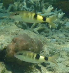 Parupeneus multifasciatus