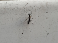 Aedes japonicus