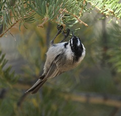 Poecile gambeli