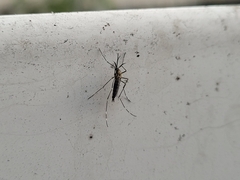 Aedes japonicus