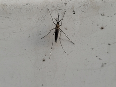 Aedes japonicus