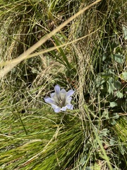 Gentiana newberryi