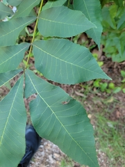 Carya aquatica