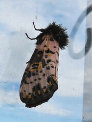 Xanthopastis moctezuma
