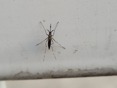 Aedes japonicus