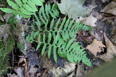 Thelypteris palustris