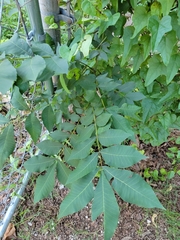 Carya aquatica