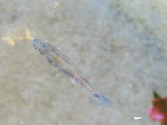 Pseudoxiphophorus bimaculatus