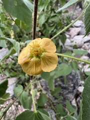 Abutilon abutiloides