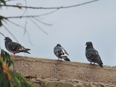 Columba livia domestica