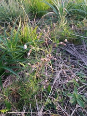 Spergula arvensis