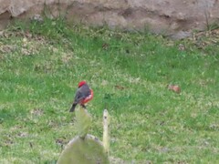 Pyrocephalus rubinus