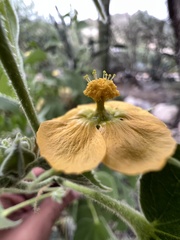 Abutilon abutiloides