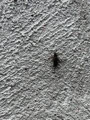 Eunemobius carolinus