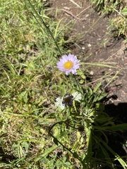 Erigeron glacialis