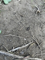 Eunemobius carolinus