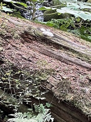 Kretzschmaria deusta