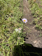Erigeron glacialis