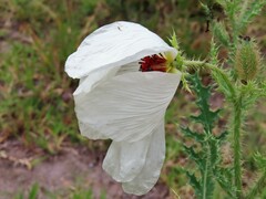Argemone platyceras