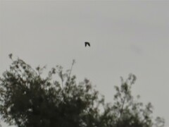 Hirundo rustica